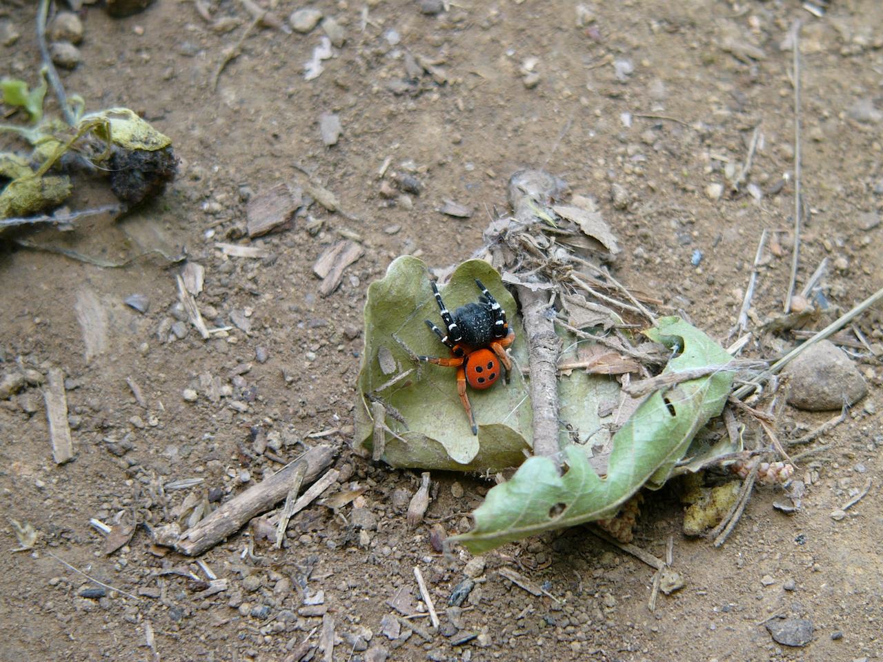 ragno al Monte Gelato: maschio di Eresus sp.